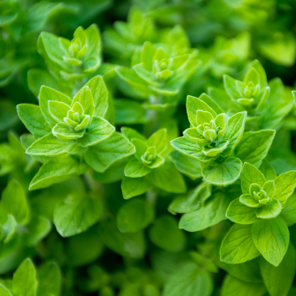 Village of Herbs | Το Χωριό των Βοτάνων | Ρίγανη