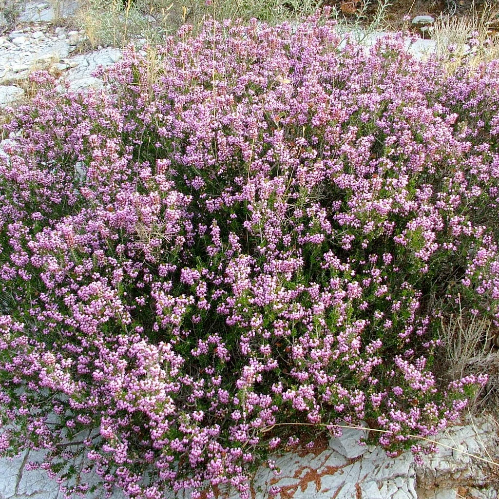 Village of Herbs | Το Χωριό των Βοτάνων | Θρούμπι