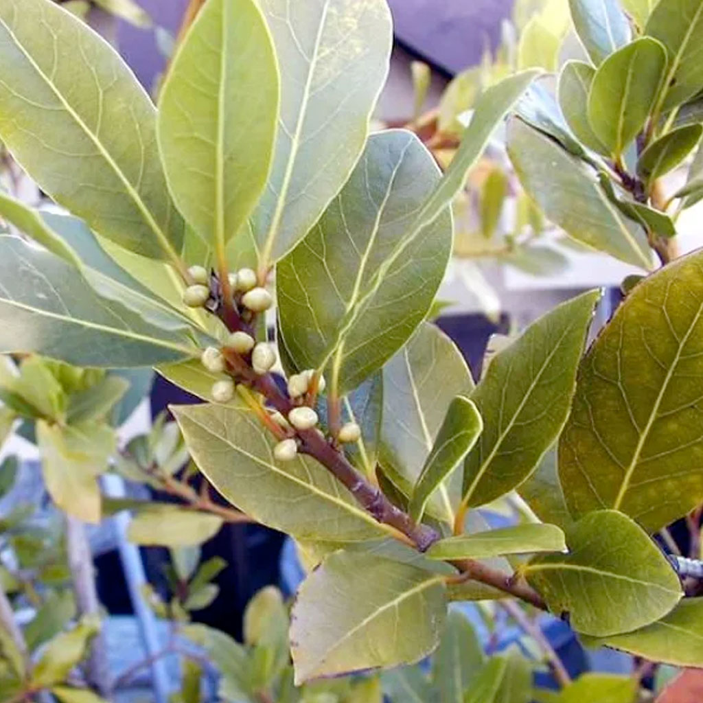 Village of Herbs | Το Χωριό των Βοτάνων | Δάφνη